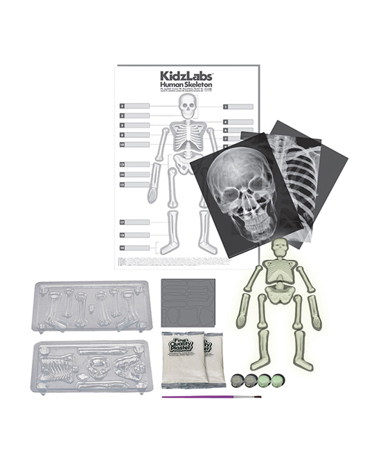 Kidz labs hot sale human skeleton