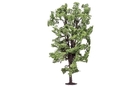 Horse-Chestnut Tree - R7222